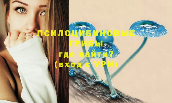 прущие грибы Корсаков